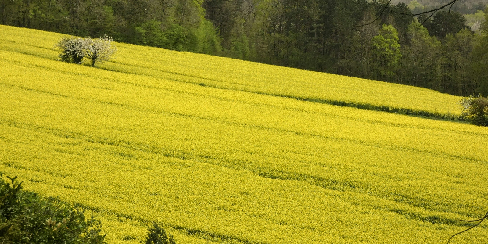 Partir à l'Étranger avec une Licence STE