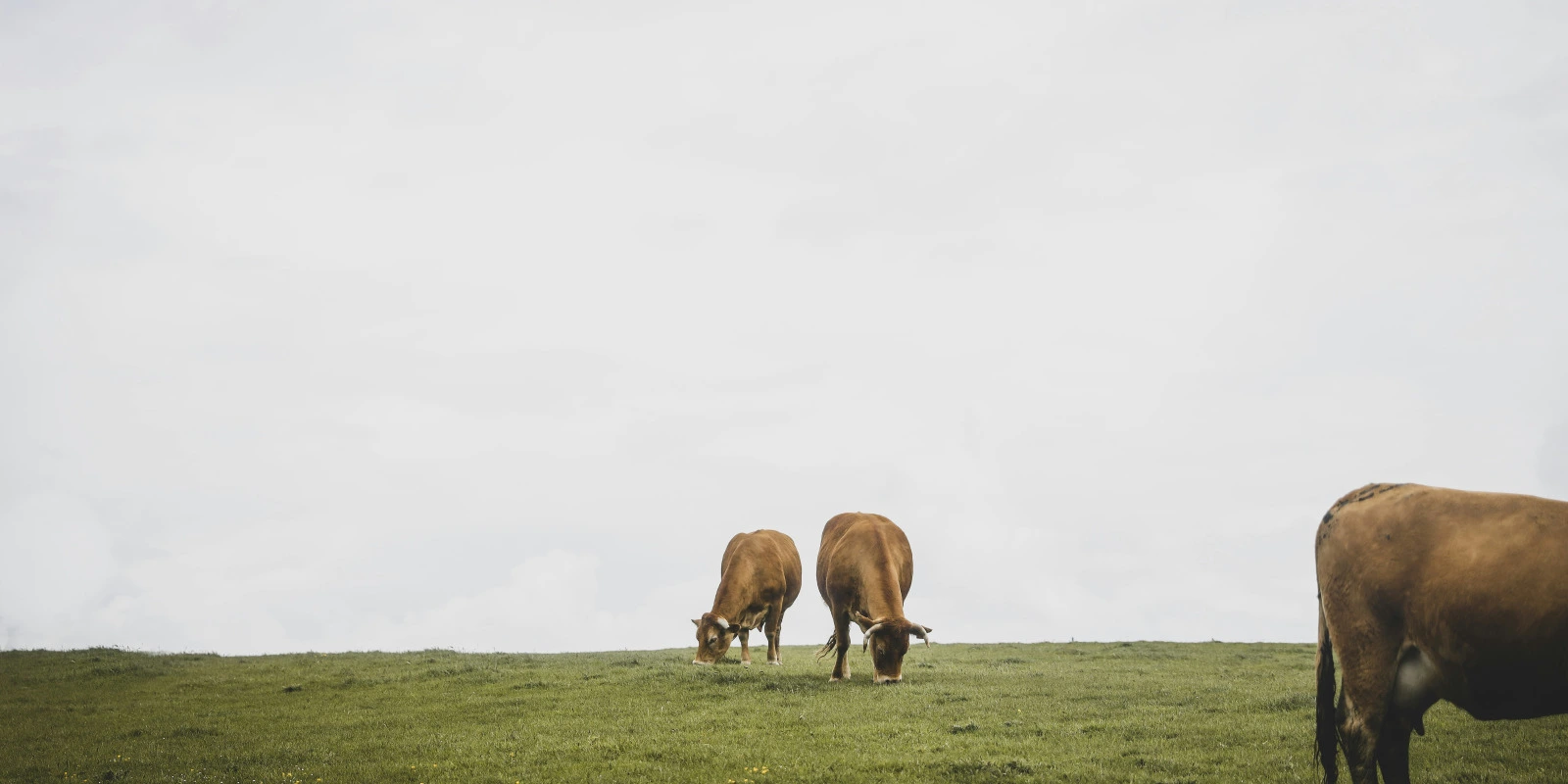 Université de Nancy : Programme Licence STE